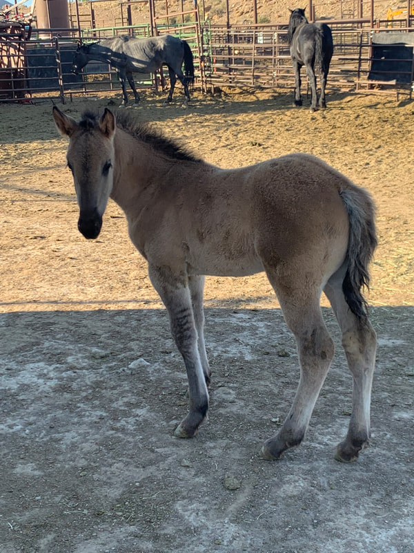 2022 Grullo Roan 1/2 Draft Filly